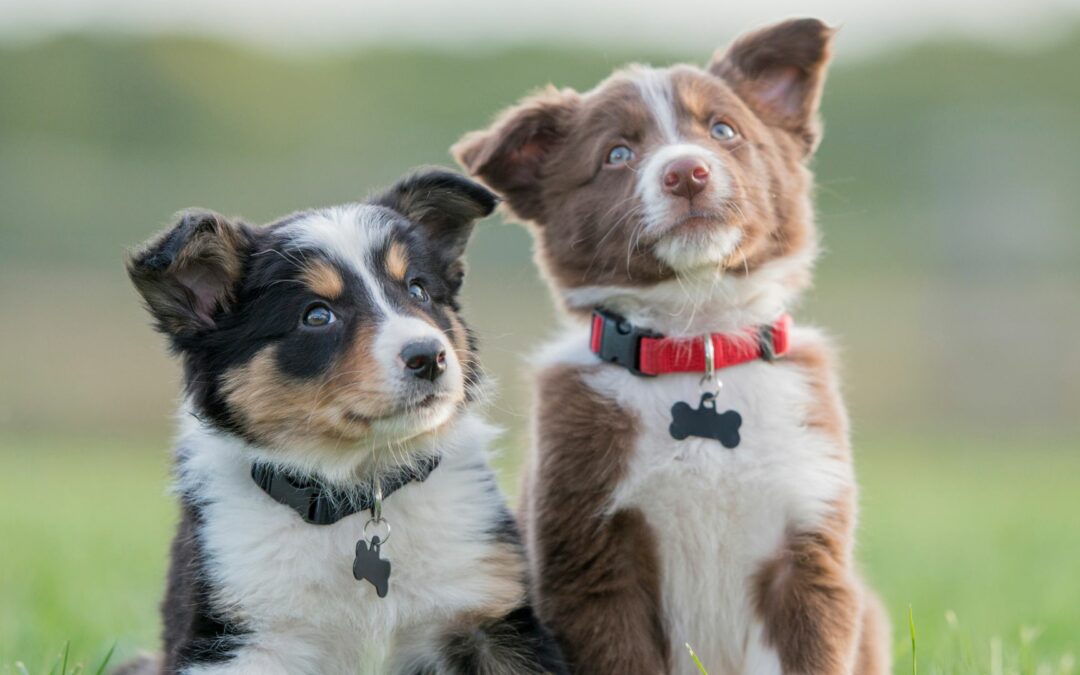 Hundewelpen beim Züchter abholen: Tipps für ein erfolgreiches Erlebnis