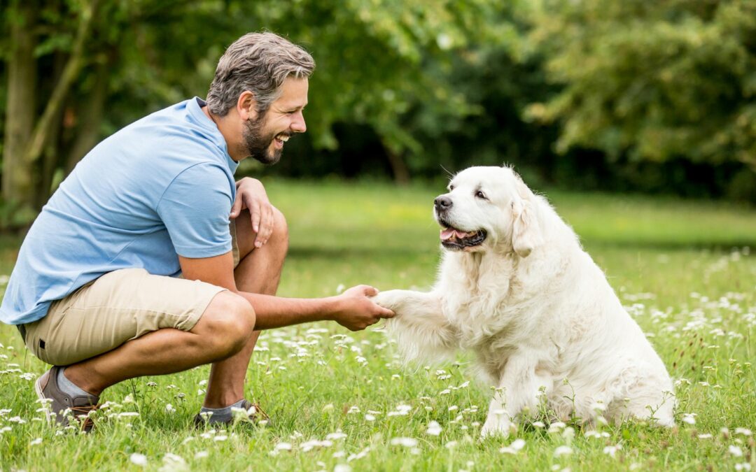 Mobile Hundetrainer*in – Flexibilität für Mensch und Hund